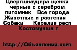 Цвергшнауцера щенки черные с серебром питомник - Все города Животные и растения » Собаки   . Карелия респ.,Костомукша г.